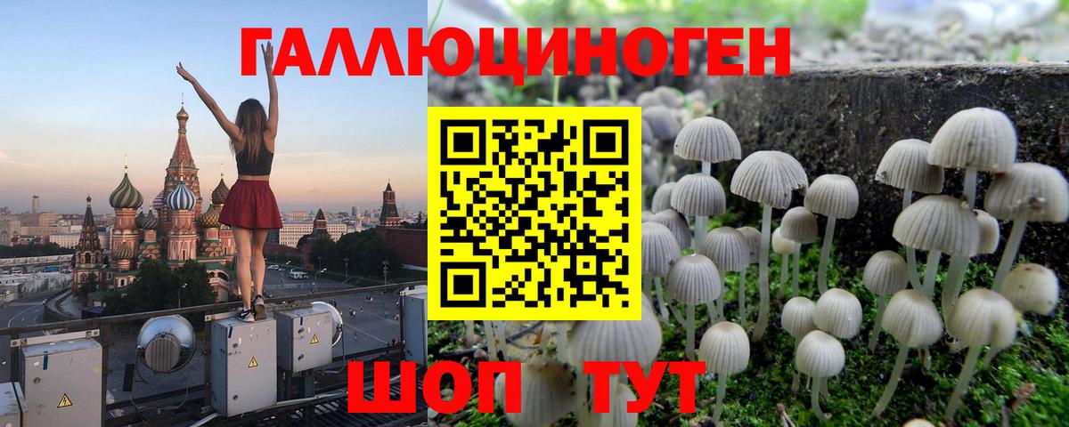 Галлюциногенные грибы Psilocybe Саяногорск